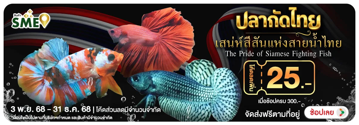 Hero-NON-ปลากัดไทย เสน่ห์สีสั 0331.12.25 H12